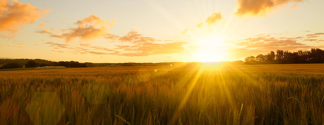 Sunrise over midwestern field